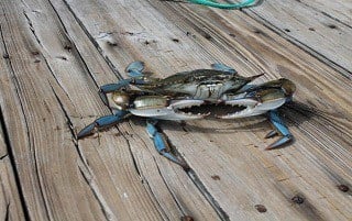 hilton head plantation real estate,hilton head plantation,hilton head plantation homes for sale,hilton head plantation homes for sale by owner,hilton head plantation homes for sale with pool,hilton head plantation waterfront homes for sale,hilton head plantation hilton head sc,hilton head plantation zillow,hilton head zillow,hilton head plantation house,hilton head plantation homes,hilton head plantation houses for sale,hilton head plantation open houses today,hilton head plantation sc,hilton head plantation sc homes for sale,plantation villas hilton head sc,hilton head plantation condos,hilton head plantation condos for sale,hilton head plantation villas,hilton head plantation villas for sale,hilton head plantation lots,hilton head plantation lots for sale,hilton head plantation realty,hilton head plantation listings,hilton head island plantation real estate,hilton head plantation realtor.com,hilton head real estate,hilton head homes for sale,hilton head houses for sale,hilton head realtors,hilton head top realtors,real estate agent,realtor,hilton head plantation poa,hilton head plantation poa fees,hilton head plantation hoa fees,hilton head plantation real estate listings,hilton head plantation foreclosures,hilton head plantation homes for sale zillow,hilton head plantation map,waterfont homes,golf homes,golf homes near me,tennis porperties,foreclosures,for sale by owner,hilton head plantation reviews,lane hilton head island waterway,plantation hilton head island sc